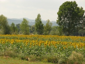 20130812-195855.jpg
