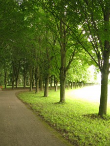Een heel mooi lindenlaantje