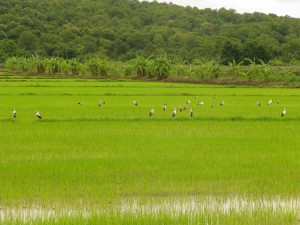 Ook rijstvelden met ooievaars