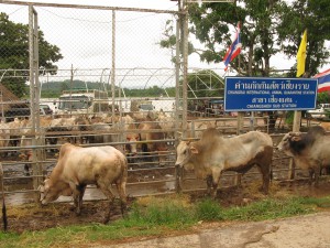 Klaar voor de overtocht naar Laos