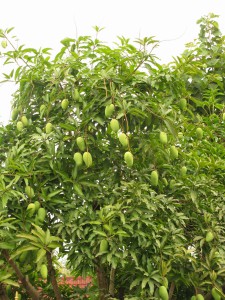 Mango's groeien hier volop