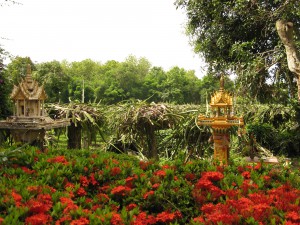 Een cactusplantage voor pitaya (drakenfruit)